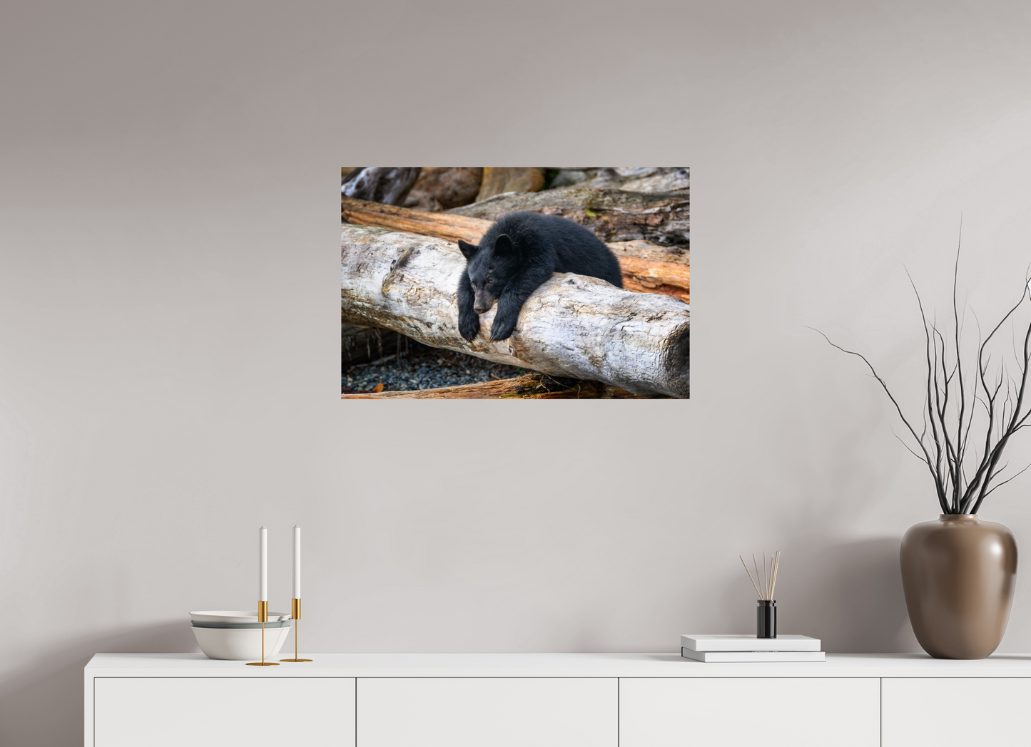 Black Bear Cub