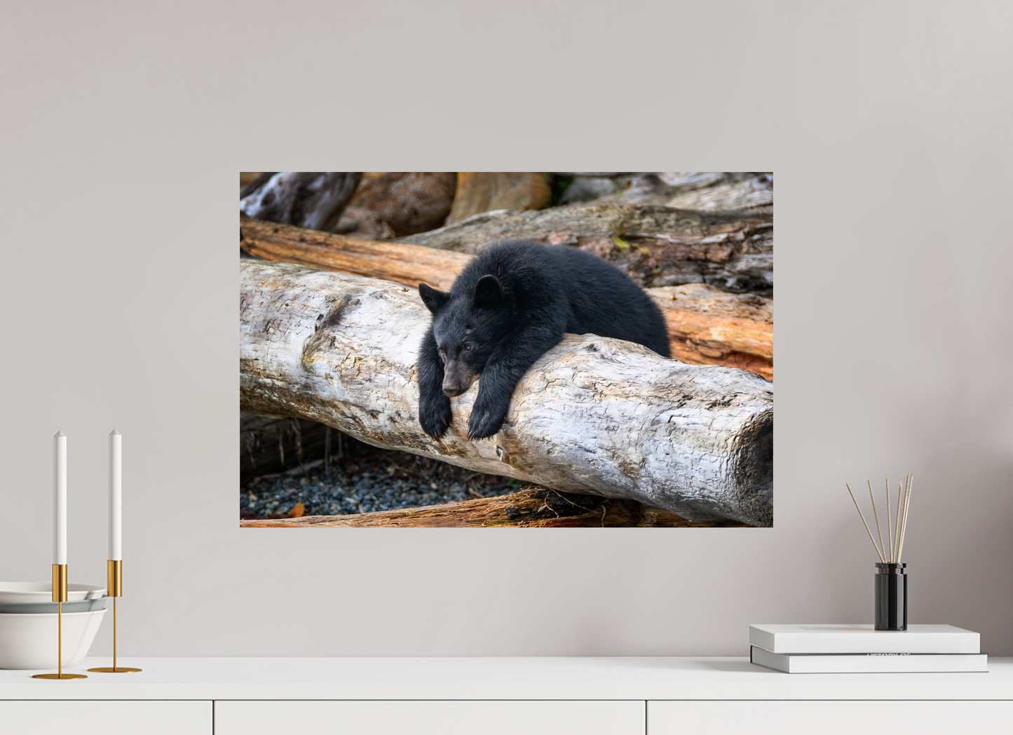 Black Bear Cub