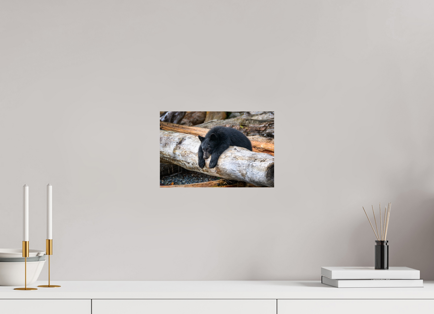 Black Bear Cub