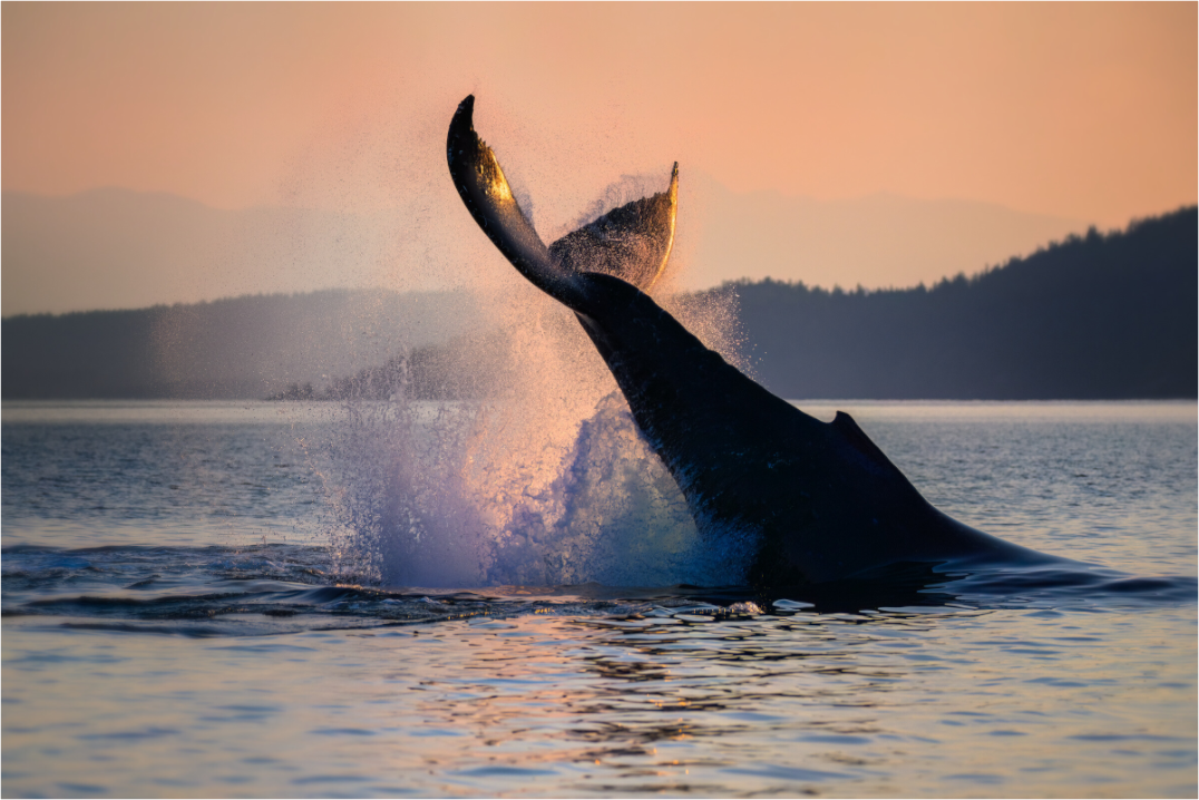 Humpback Whale