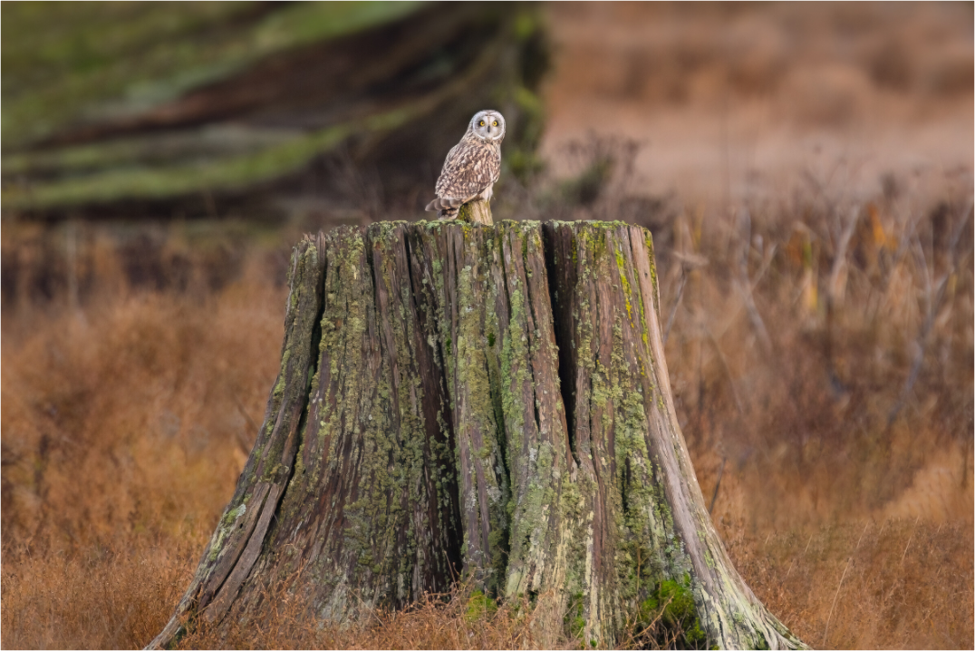 Short-Eared Owl On Tree Stump