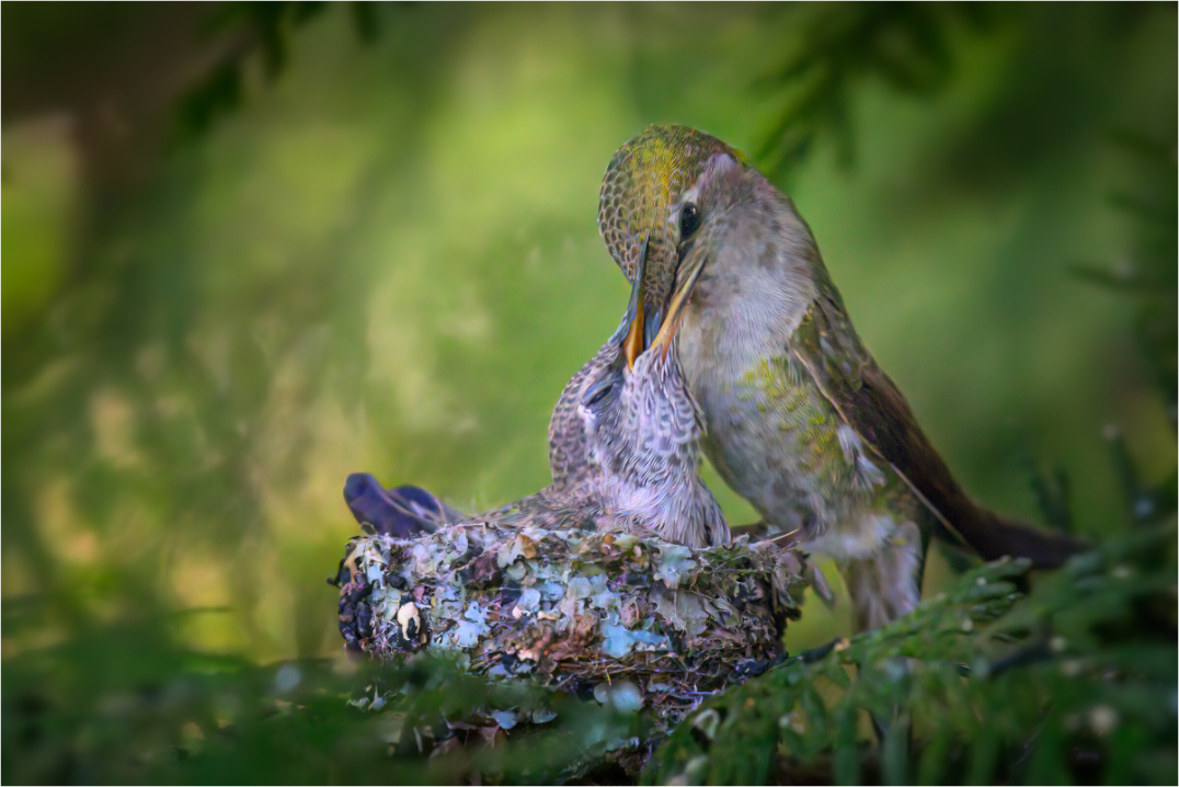 Hummingbird Feeding Its Chick
