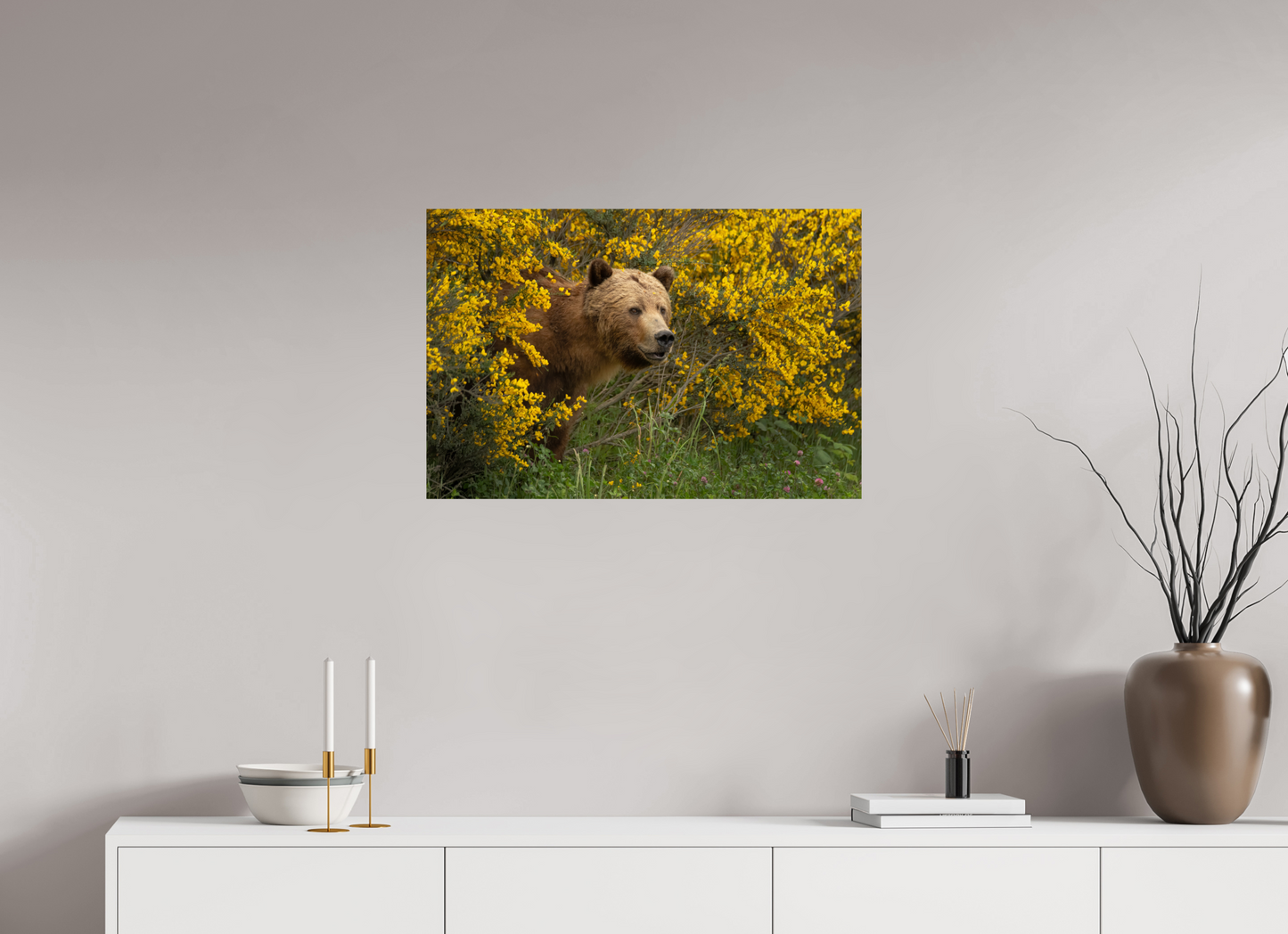 Curious Grizzly Bear