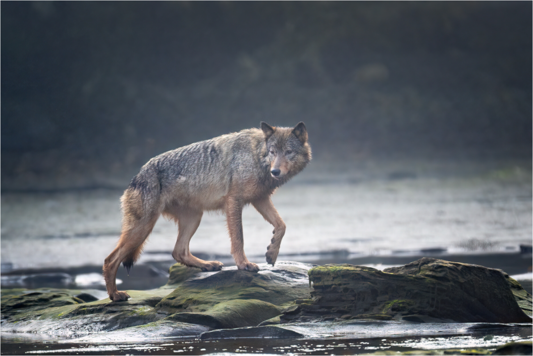 Coastal Wolf