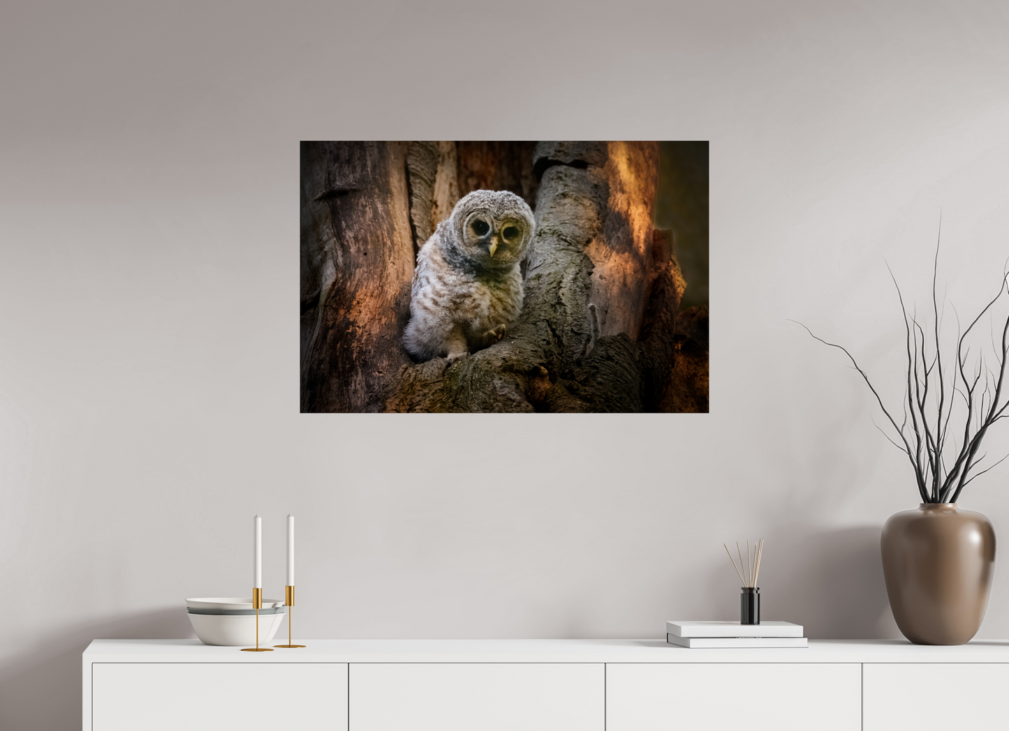 Barred Owlet