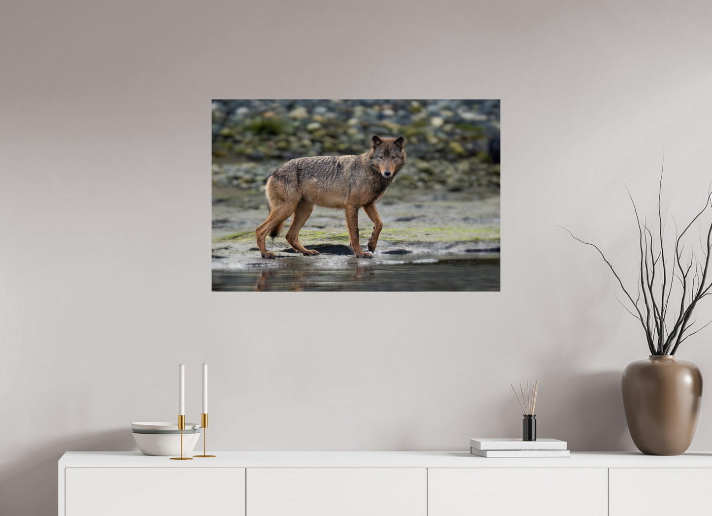 Wolf on Vancouver Island