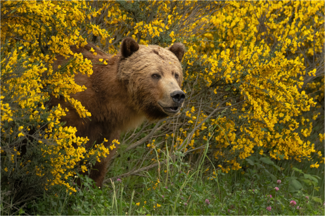 Curious Grizzly Bear