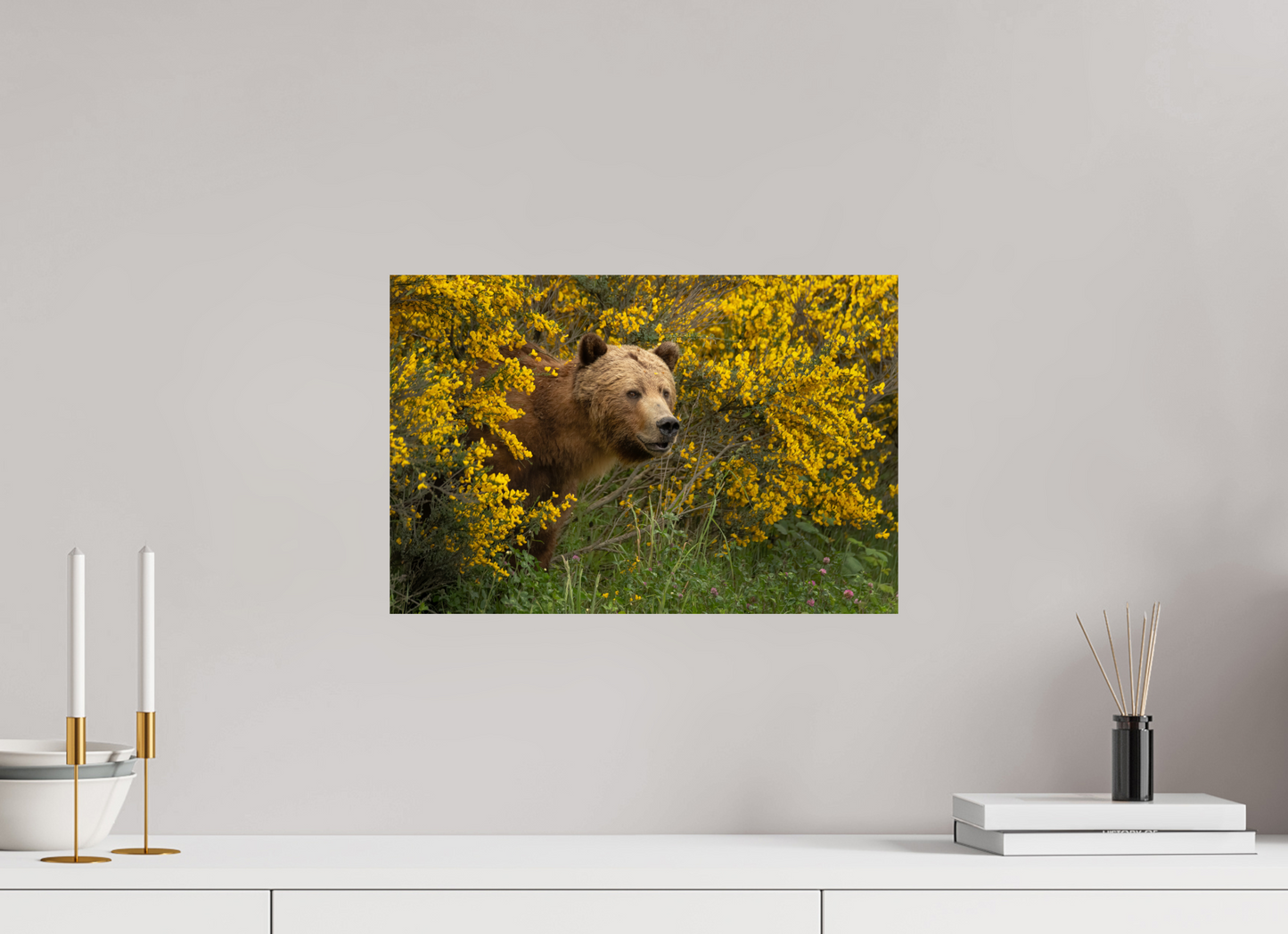 Curious Grizzly Bear