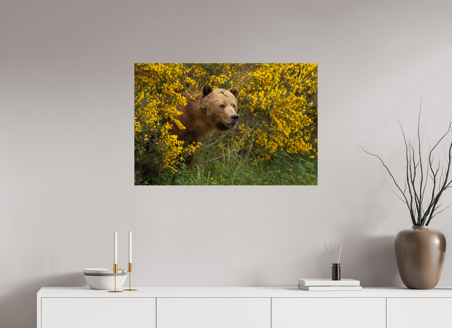 Curious Grizzly Bear