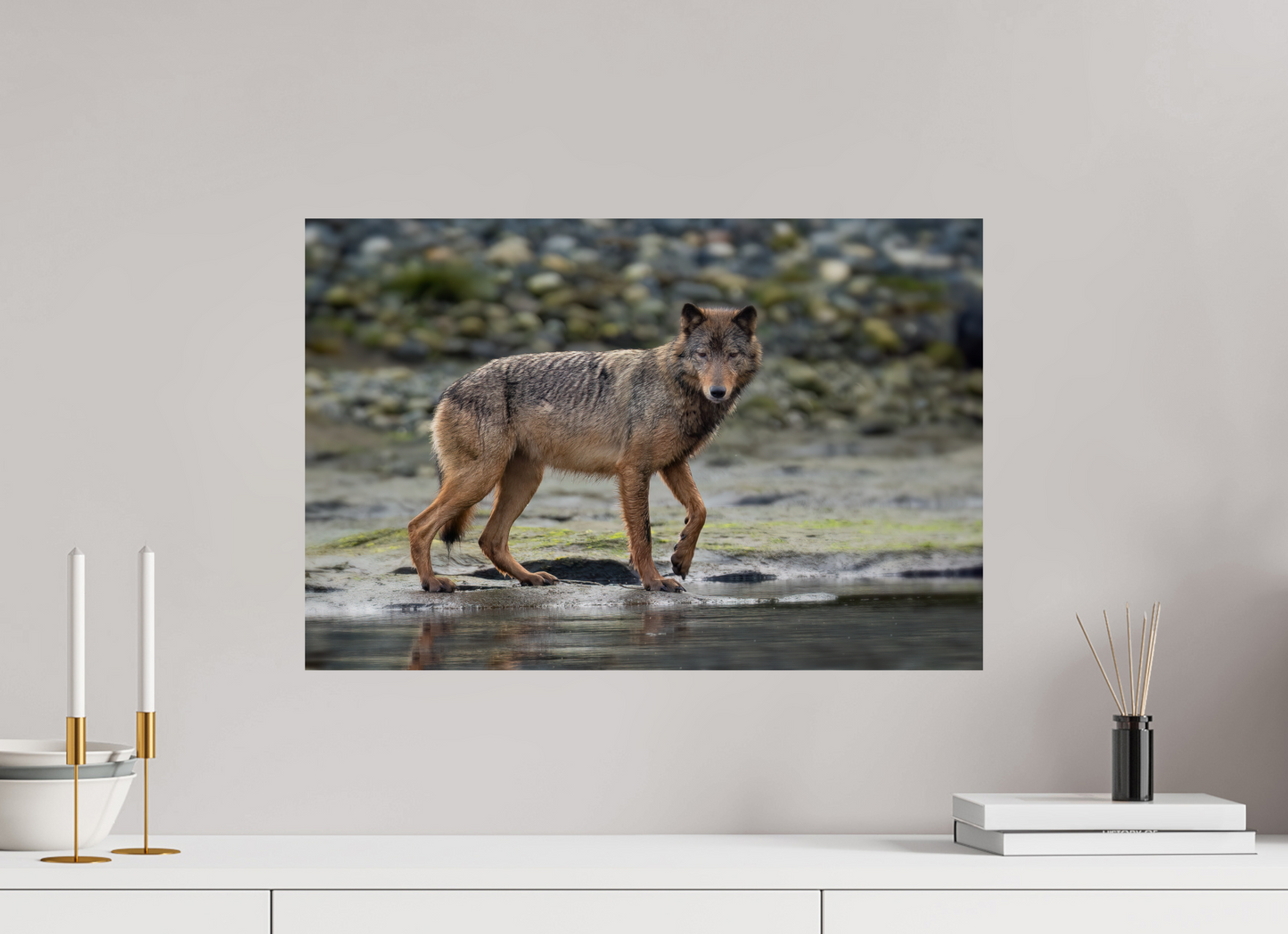 Wolf on Vancouver Island