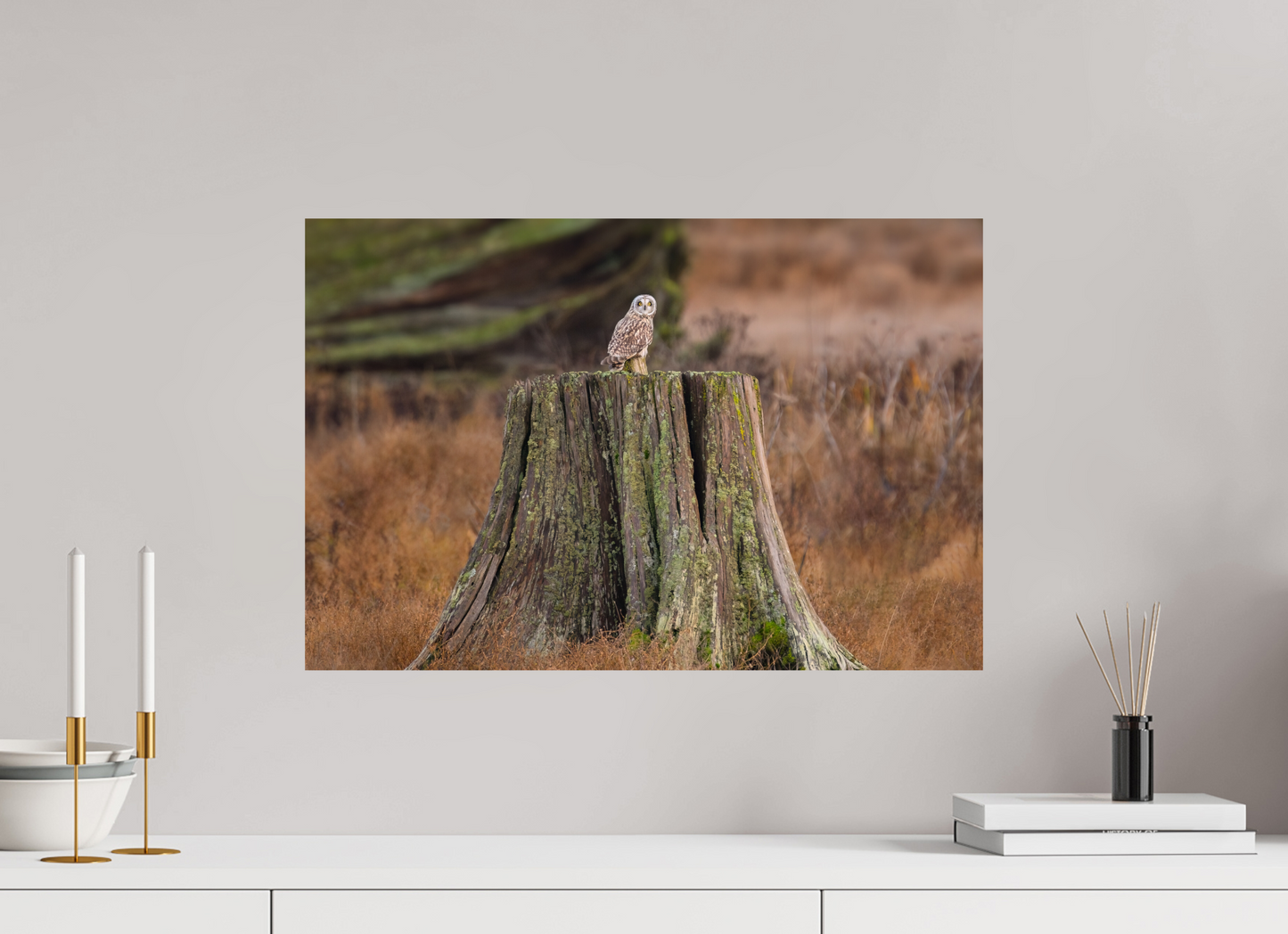 Short-Eared Owl On Tree Stump