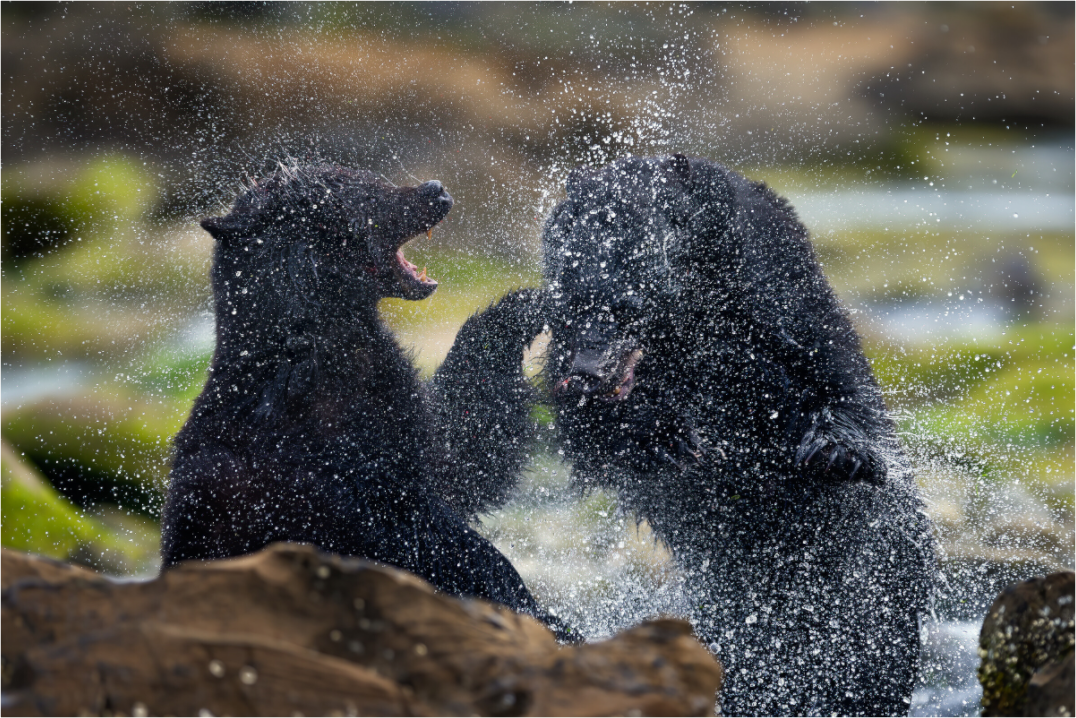 Black Bears Fighting