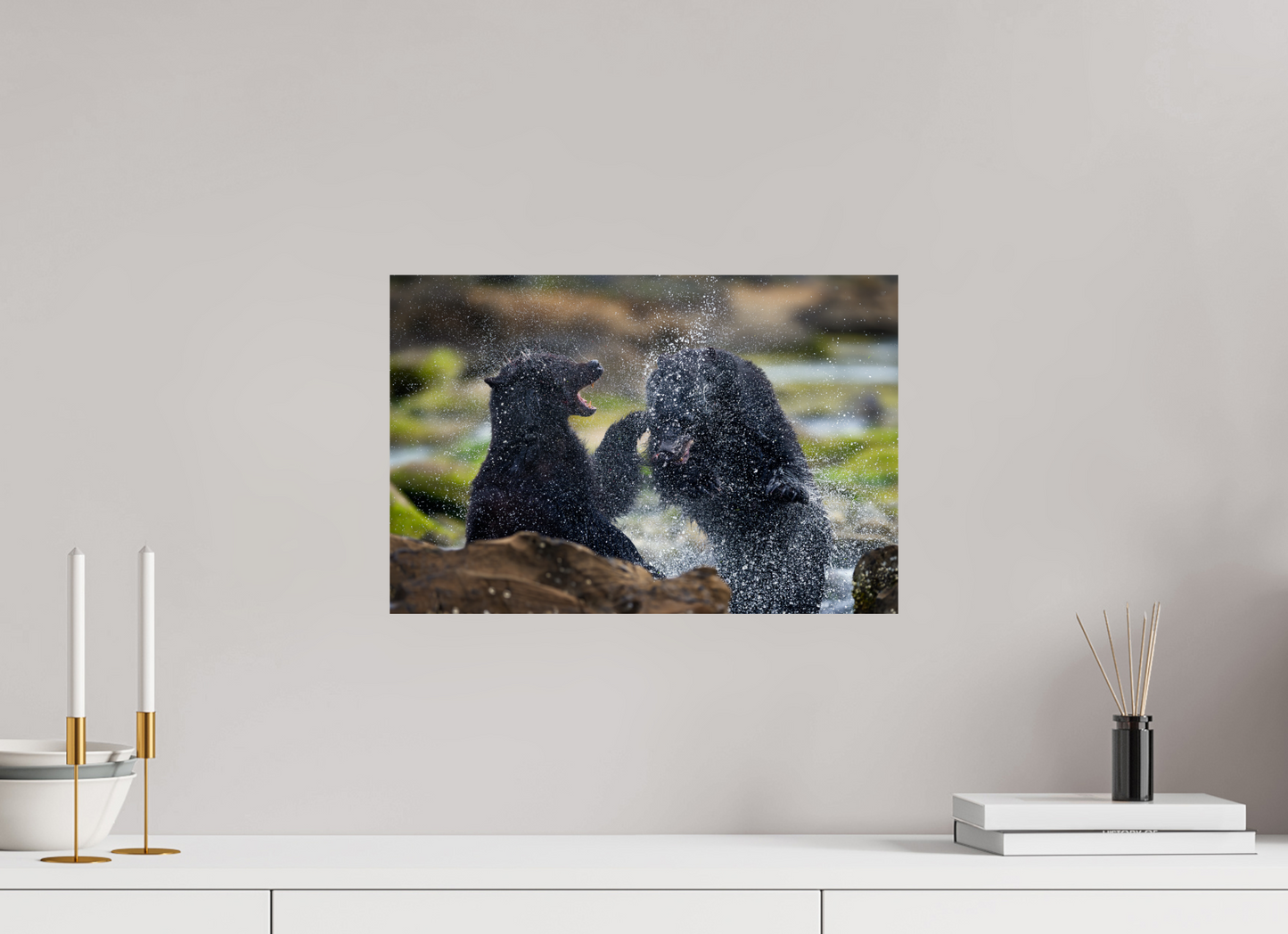 Black Bears Fighting