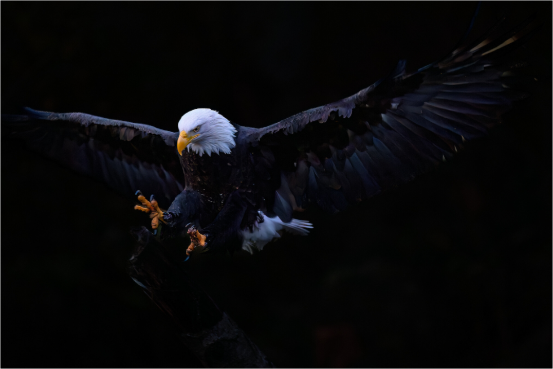 Bald Eagle in Flight