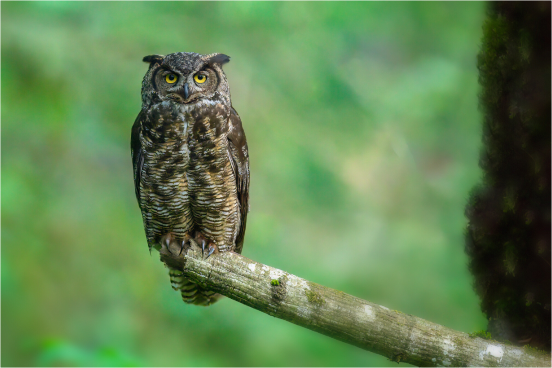 Great Horned Owl