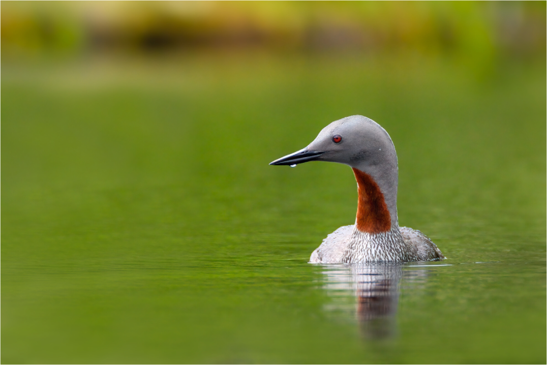 Red-Throated Loon