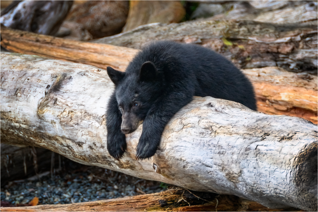 Black Bear Cub