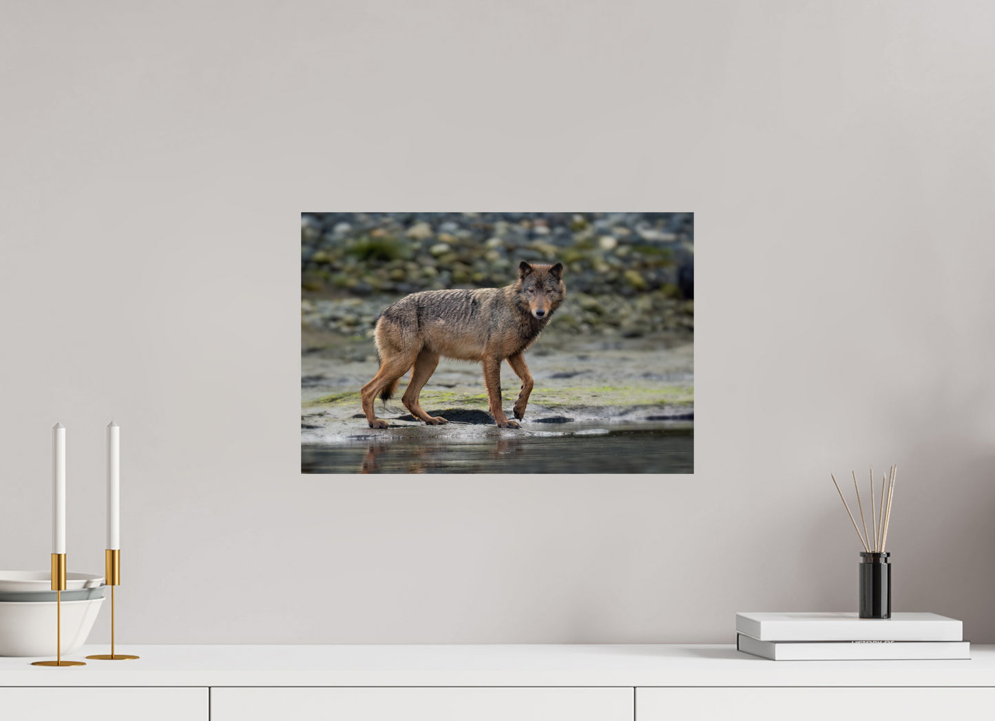 Wolf on Vancouver Island