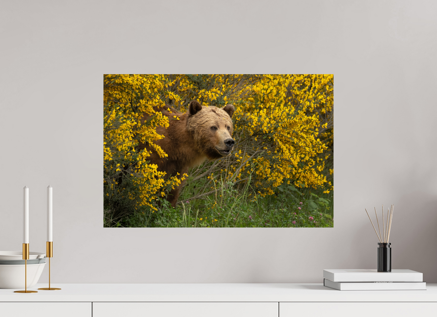 Curious Grizzly Bear