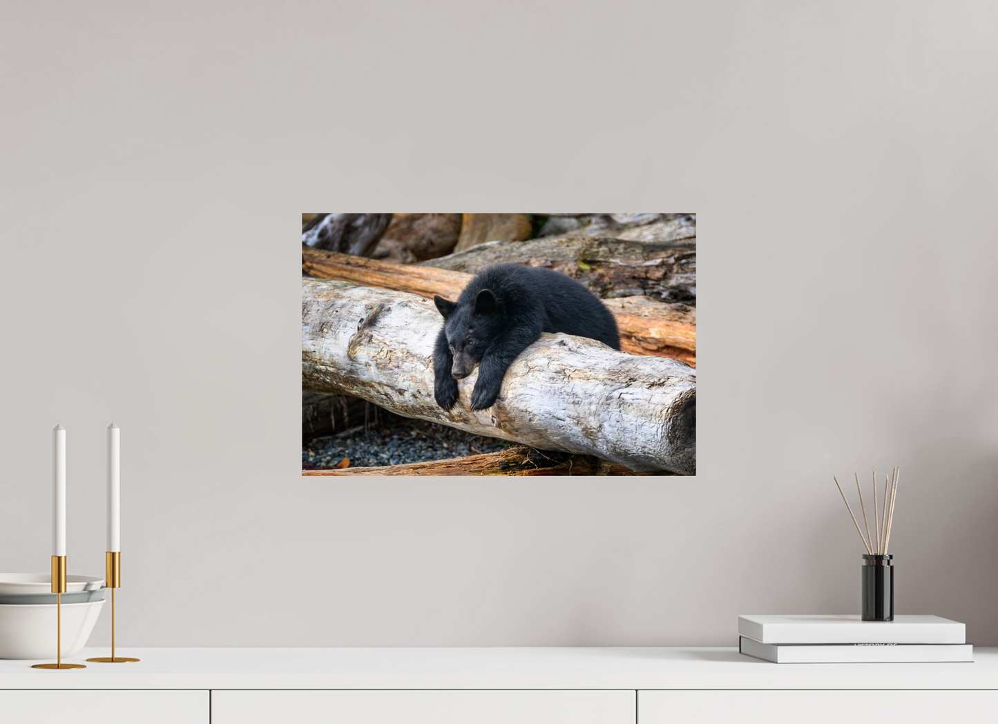 Black Bear Cub