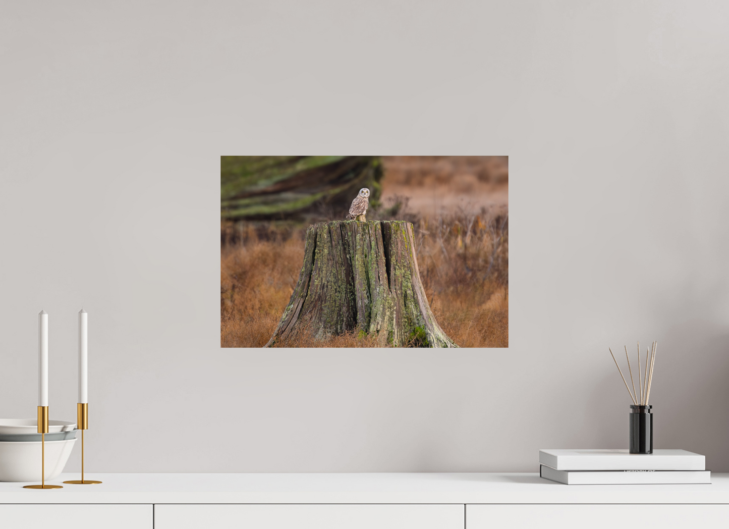 Short-Eared Owl On Tree Stump