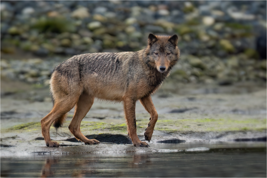 Wolf on Vancouver Island