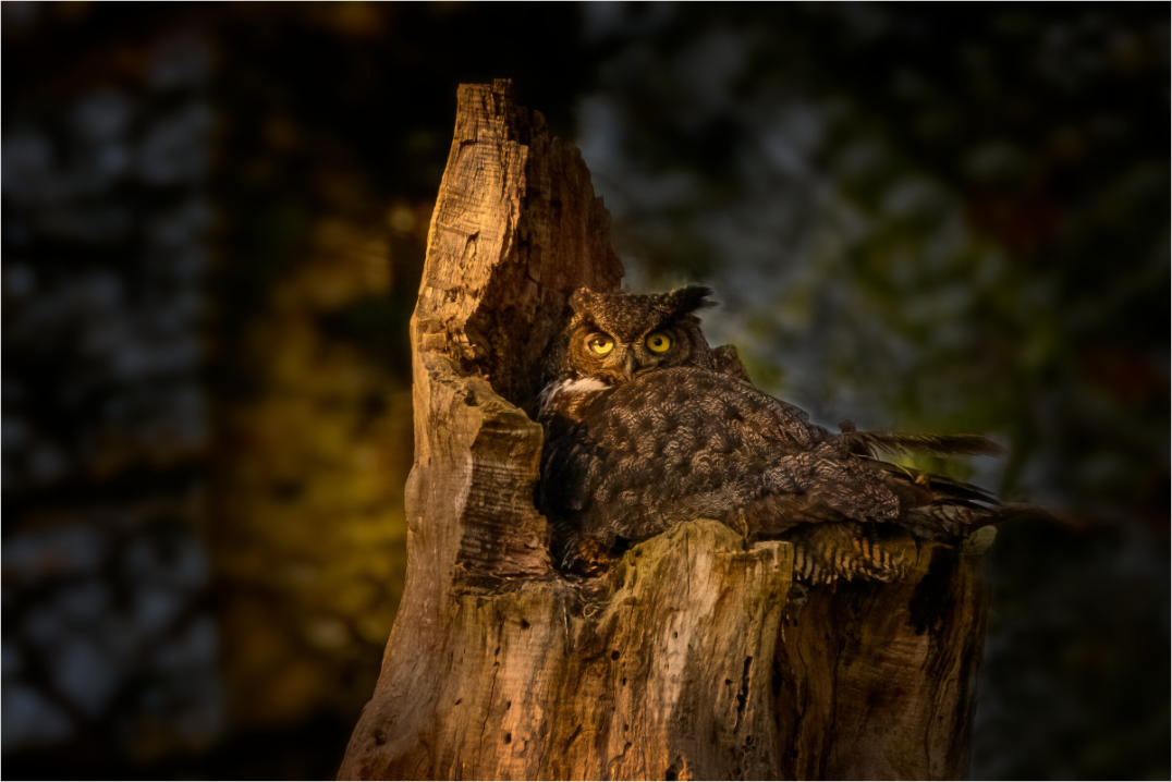 Great Horned Owl