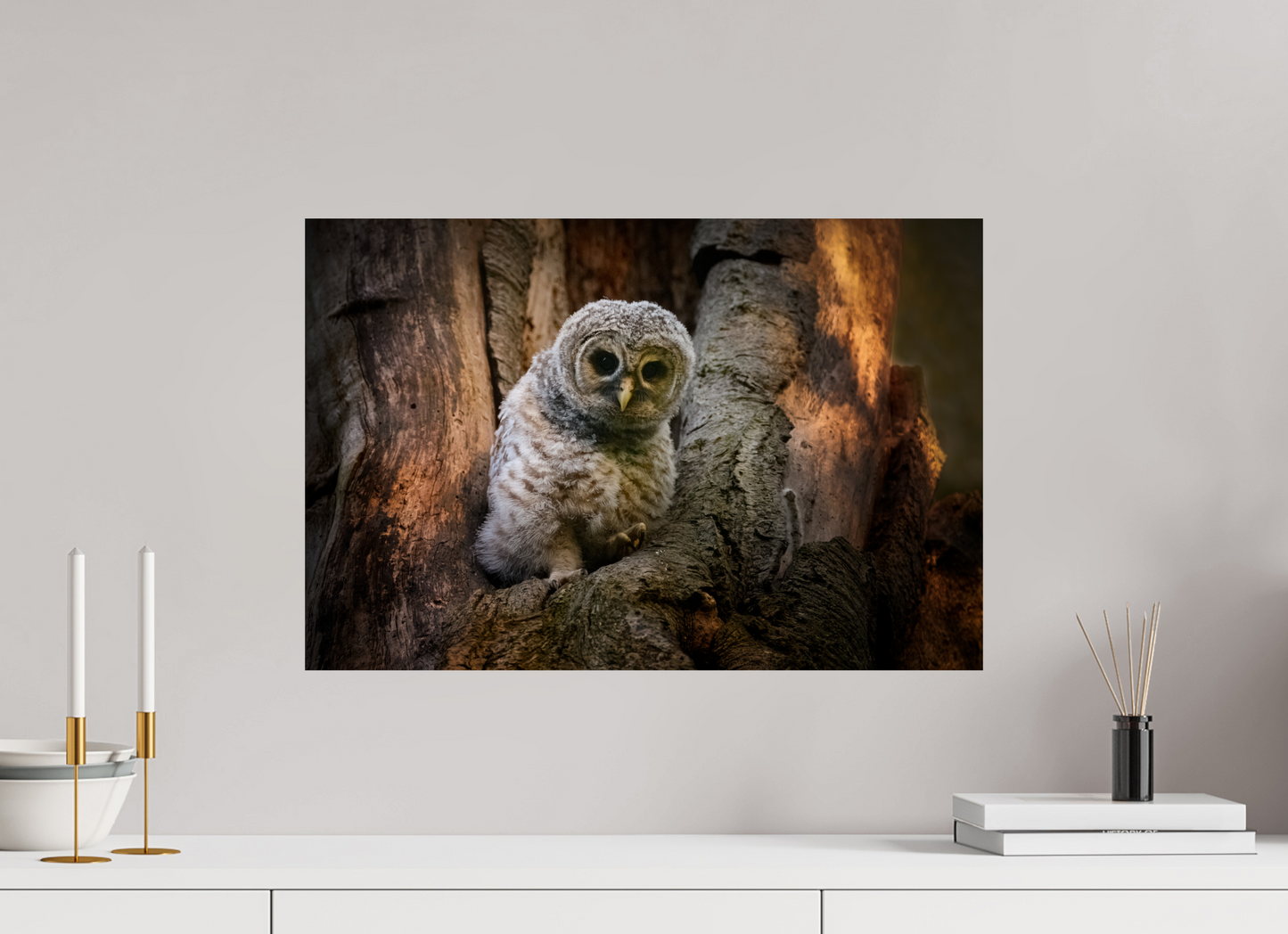 Barred Owlet