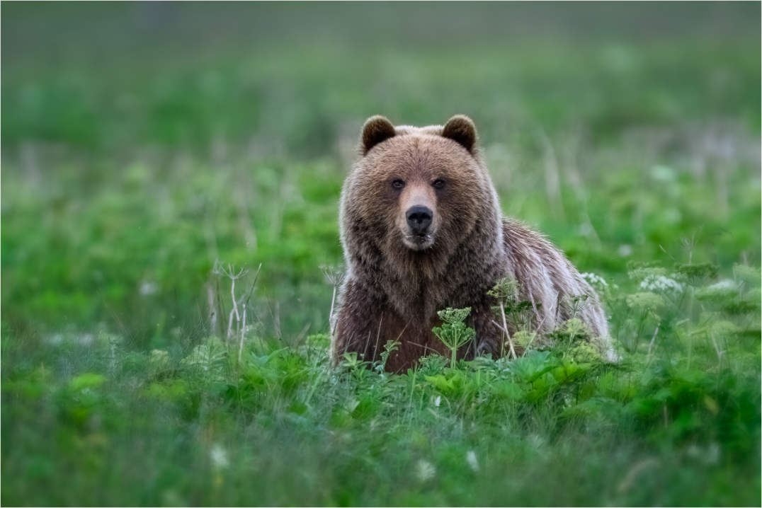 Grizzly Bear