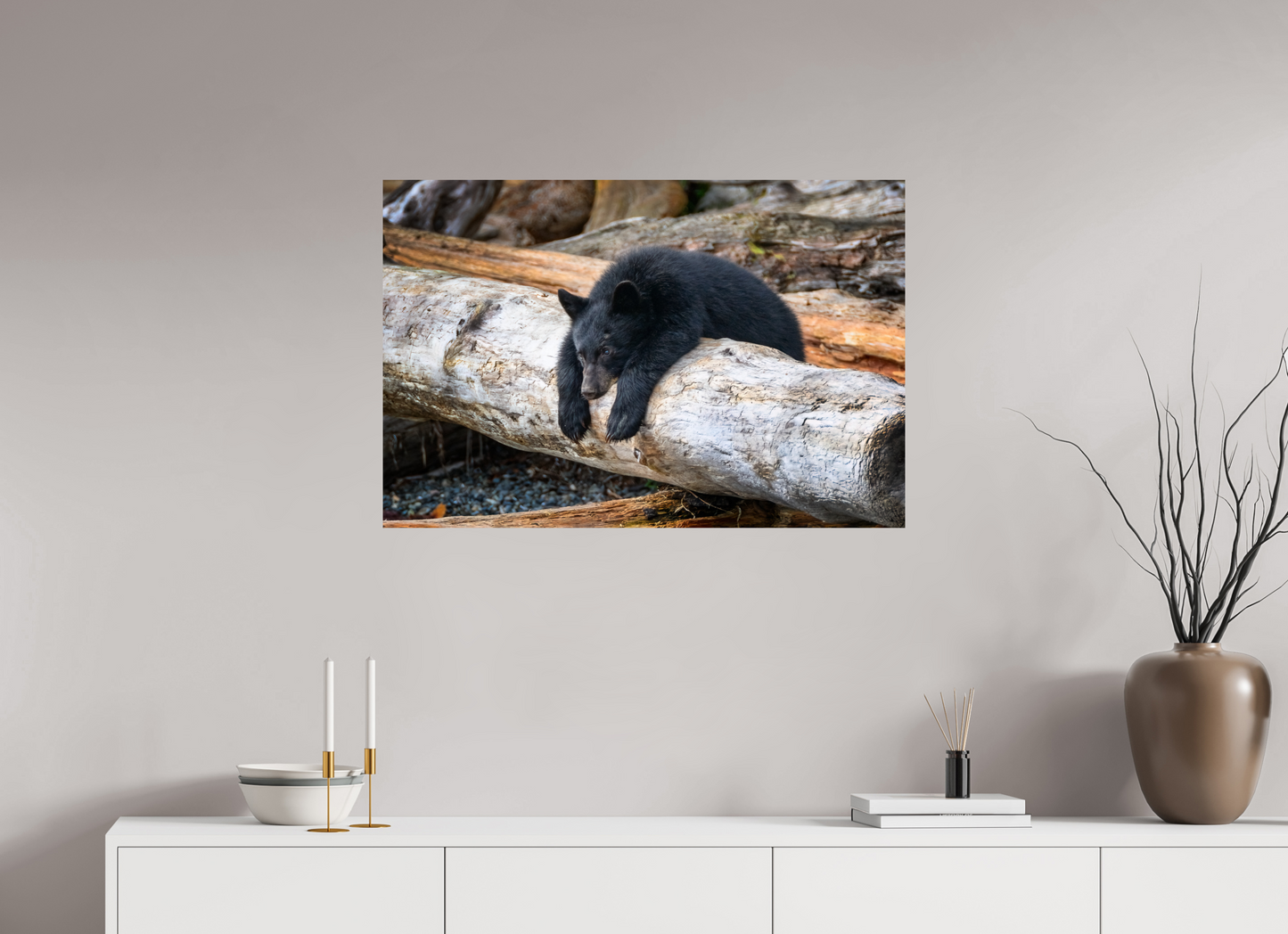 Black Bear Cub
