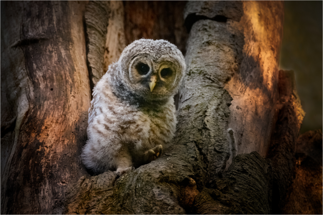 Barred Owlet