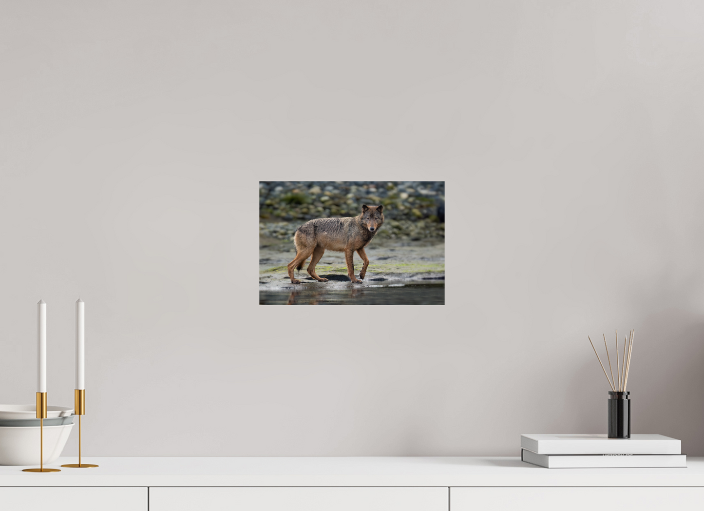 Wolf on Vancouver Island