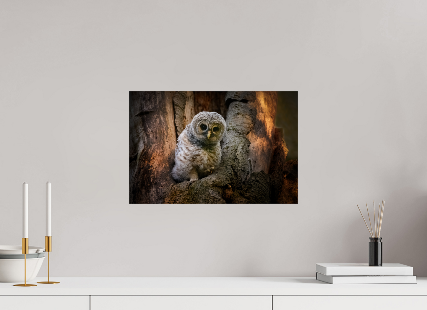 Barred Owlet