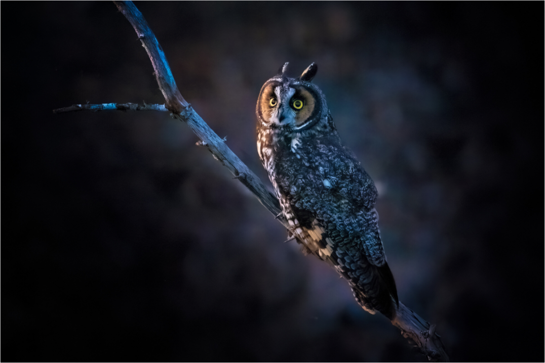 Long-Eared Owl After Dark