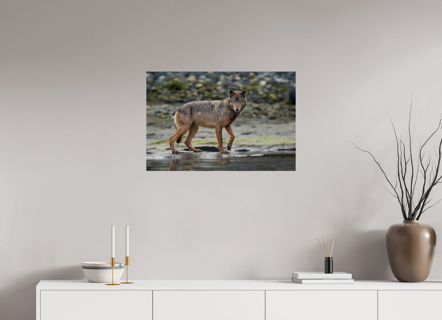 Wolf on Vancouver Island