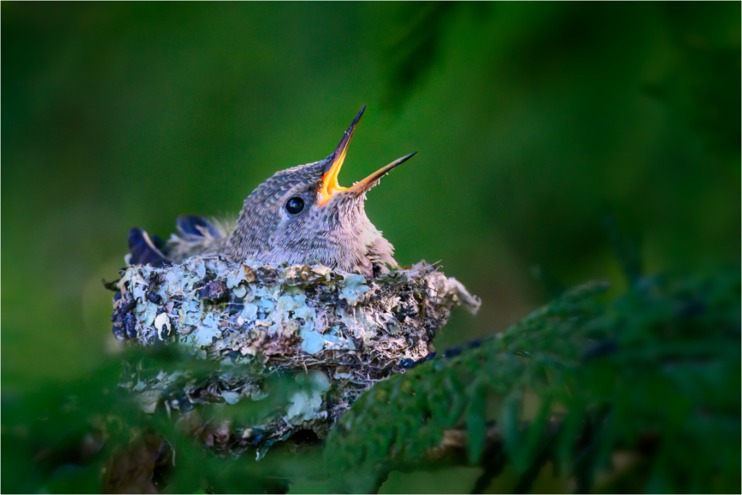 Hummingbird Chick In Nest
